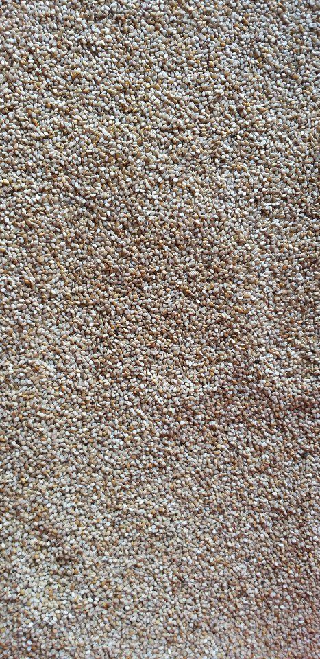 유영근님의 장터 판매 상품 [2023년 햇토종참깨 ] 첨부 사진