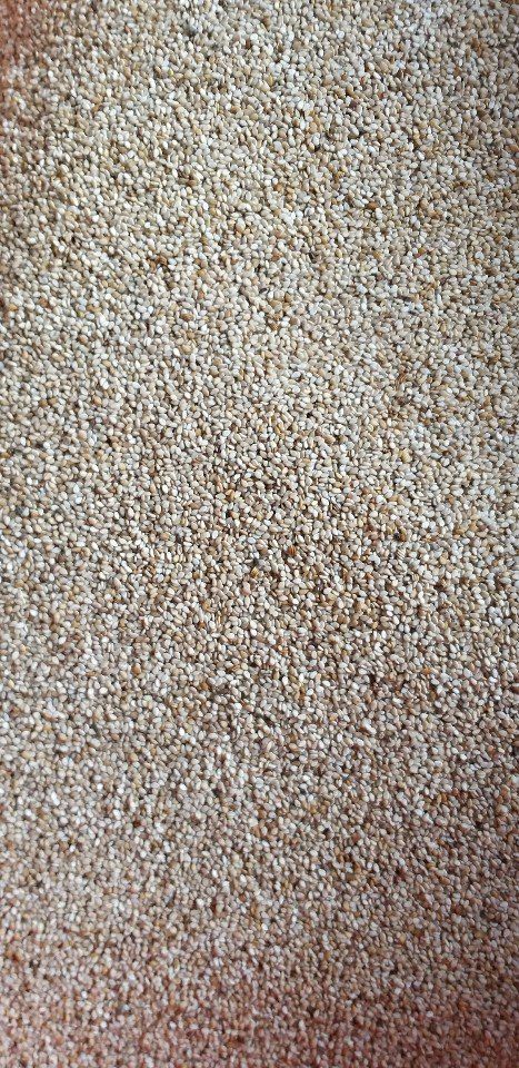 유영근님의 장터 판매 상품 [2023년 햇토종참깨 ] 첨부 사진