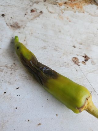 정맨님의 고추 · 병해충상담 작성글 사진