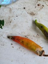 팜모닝 고추·병해충상담 게시글 이미지