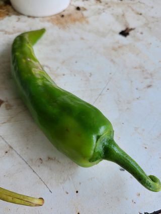 정맨님의 고추 · 병해충상담 작성글 사진