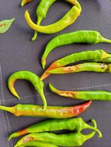 팜모닝 고추·병해충상담 게시글 이미지