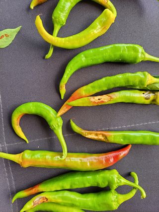 낙전제님의 고추 · 병해충상담 작성글 사진