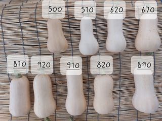 알 수 없음님의 호박 · 영농일지 작성글 사진