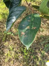 팜모닝 감·병해충상담 게시글 이미지