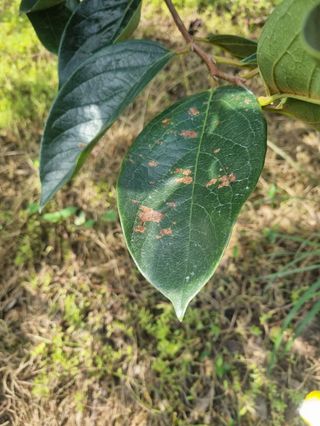 김대림님의 감 · 병해충상담 작성글 사진