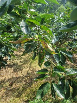 김대림님의 감 · 병해충상담 작성글 사진