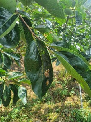 김대림님의 감 · 병해충상담 작성글 사진