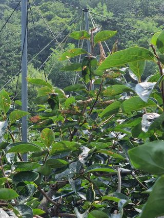 김대림님의 감 · 병해충상담 작성글 사진