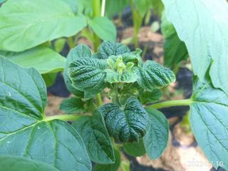 이재수님의 참깨 · 병해충상담 작성글 사진