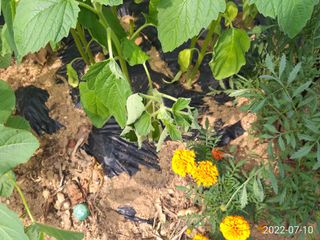 이재수님의 참깨 · 병해충상담 작성글 사진