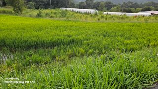 초보농부님의 벼 · 영농일지 작성글 사진