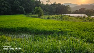 초보농부님의 벼 · 영농일지 작성글 사진