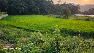 초보농부님의 벼 · 영농일지 작성글 사진