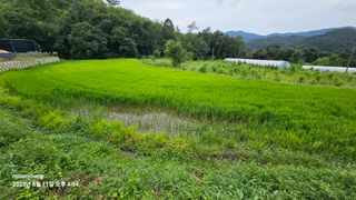 초보농부님의 벼 · 영농일지 작성글 사진