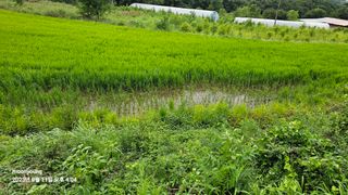 초보농부님의 벼 · 영농일지 작성글 사진