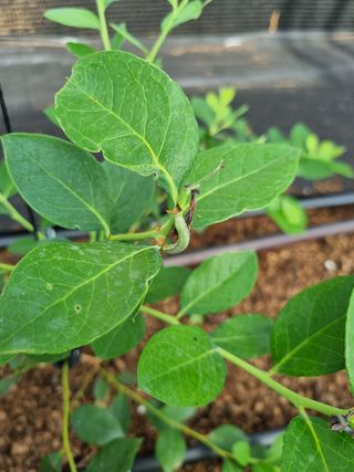 최남단님의 블루베리 · 병해충상담 작성글 사진