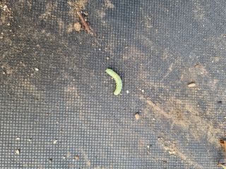 최남단님의 블루베리 · 병해충상담 작성글 사진