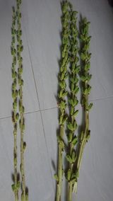 팜모닝 참깨·병해충상담 게시글 이미지