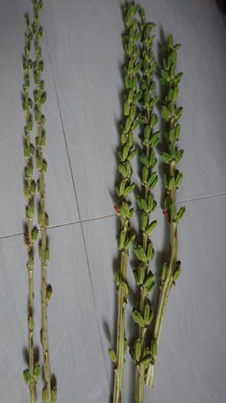 표고버섯20903님의 참깨 · 병해충상담 작성글 사진