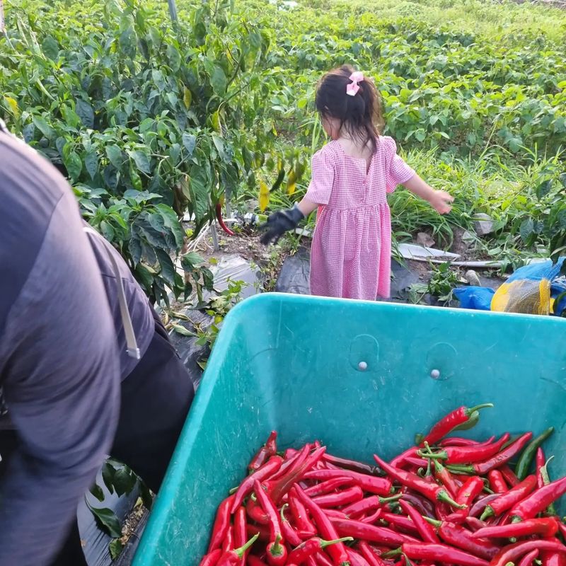 장터 상품 [해풍맞은 건고추 한근600g] 썸네일