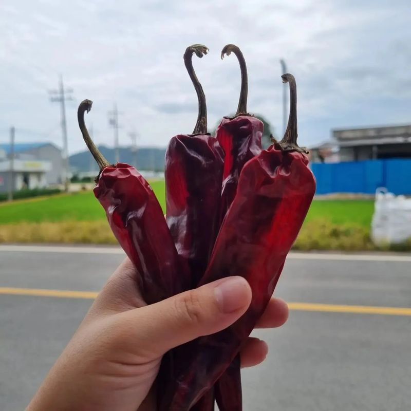 아이농장님의 장터 판매 상품 [해풍맞은 건고추 한근600g] 첨부 사진