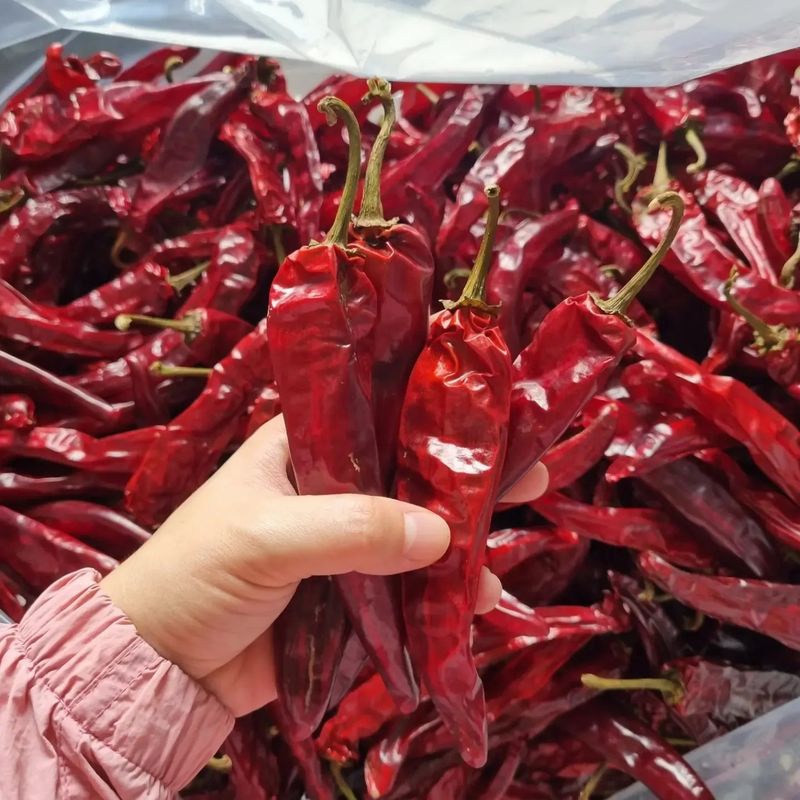 아이농장님의 장터 판매 상품 [해풍맞은 건고추 한근600g] 첨부 사진