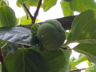 이재수님의 감 · 병해충상담 작성글 사진