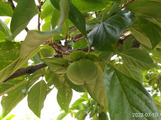 이재수님의 감 · 병해충상담 작성글 사진