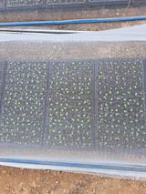 팜모닝 고추·품종•종자 게시글 이미지