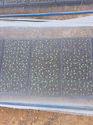 꿈드림뜨락님의 고추 · 품종•종자 작성글 사진