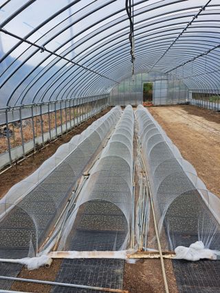 꿈드림뜨락님의 고추 · 품종•종자 작성글 사진