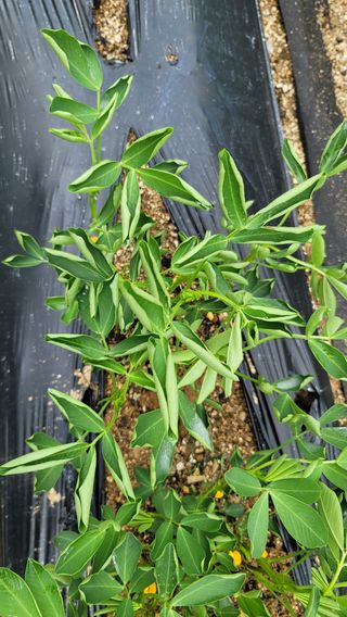 김진님의 콩 · 병해충상담 작성글 사진