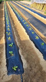 팜모닝 고구마·영농일지 게시글 이미지