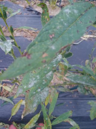 백금이네님의 참깨 · 병해충상담 작성글 사진