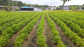 송광만님의 들깨 · 자유게시판 작성글 사진