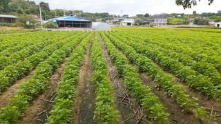 송광만님의 들깨 · 자유게시판 작성글 사진