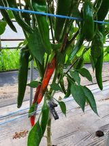 팜모닝 고추·병해충상담 게시글 이미지