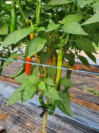 윤종구님의 고추 · 병해충상담 작성글 사진