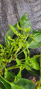 팜모닝 자유주제·자유게시판 게시글 이미지