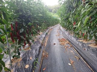 오영도님의 고추 · 일상 작성글 사진