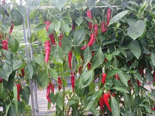 오영도님의 고추 · 일상 작성글 사진