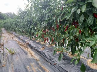 오영도님의 고추 · 일상 작성글 사진