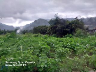 산골마님님의 들깨 · 자유게시판 작성글 사진