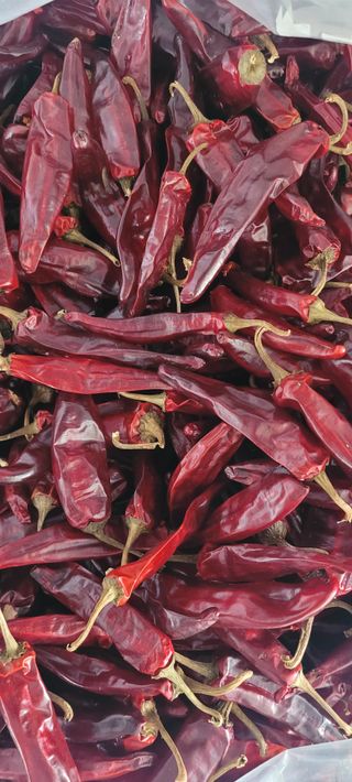 이균영님의 고추 · 수확 작성글 사진