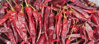 이균영님의 고추 · 수확 작성글 사진