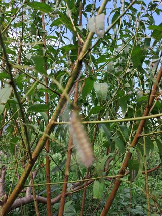 가야인의 복숭아님의 자유주제 · 자유게시판 작성글 사진