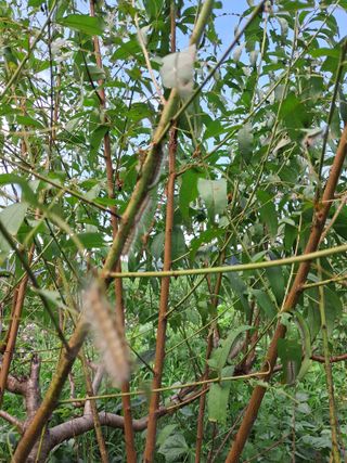 가야인의 복숭아님의 자유주제 · 자유게시판 작성글 사진