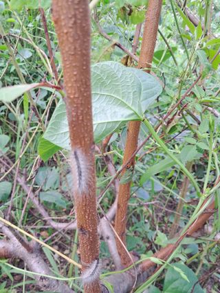 가야인의 복숭아님의 자유주제 · 자유게시판 작성글 사진