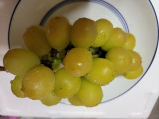 승진포도원님의 포도 · 자유게시판 작성글 사진